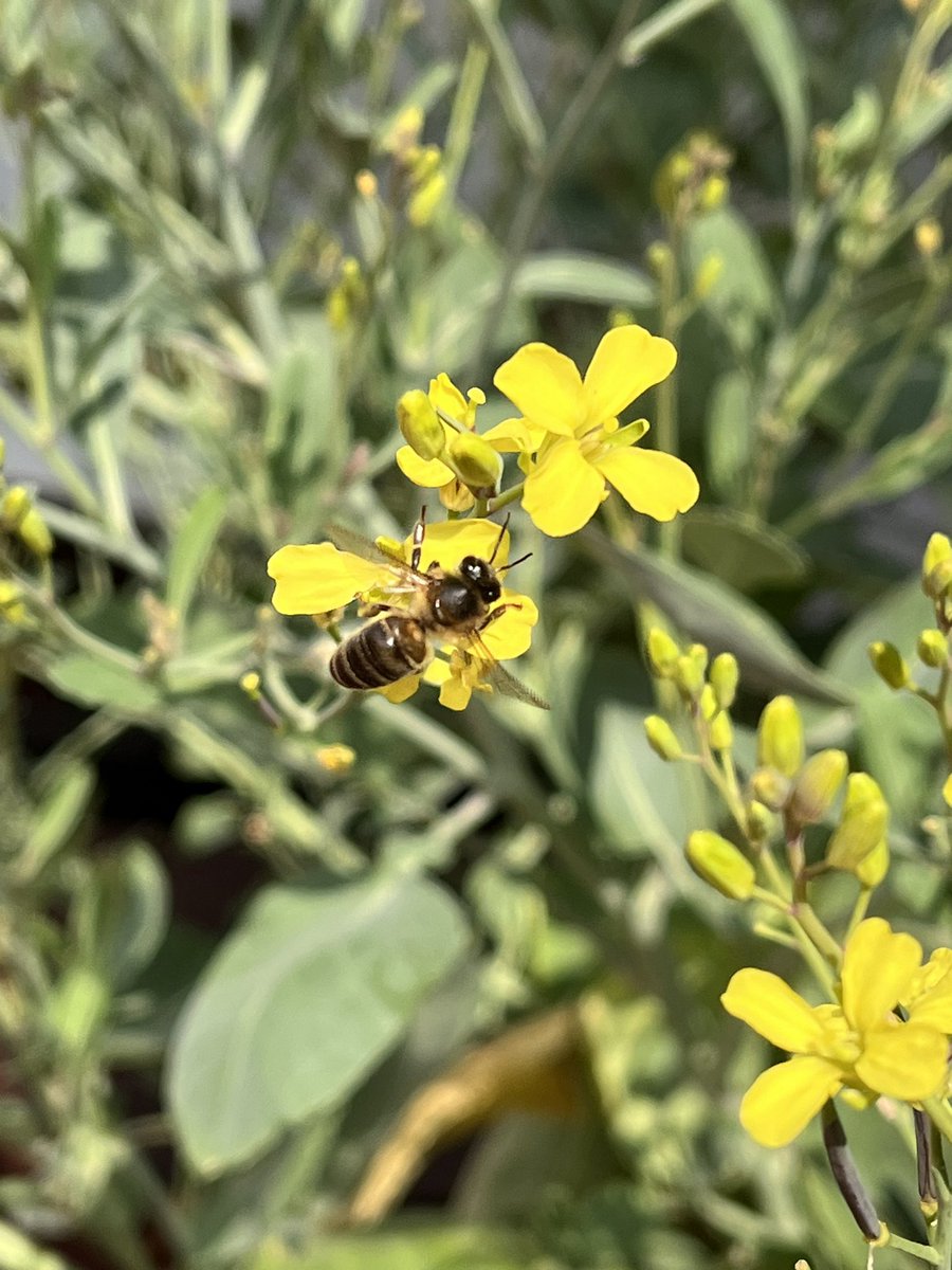 Comienzan a abrir las flores, y ellas son las primeras en aparecer
🐝    🐝    🐝