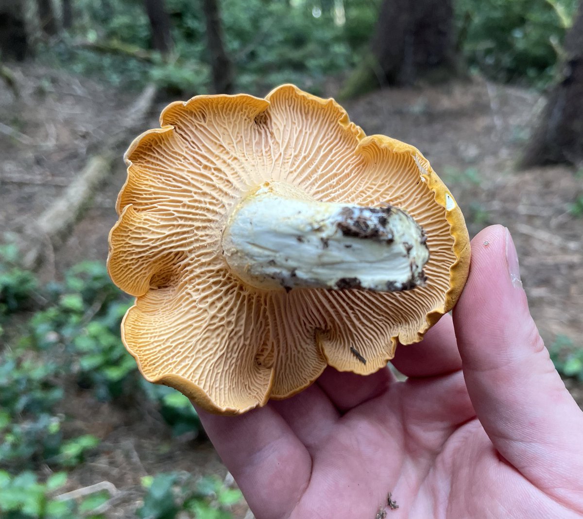 ratchet2188's tweet photo. Had a lot better day than expected picking mushrooms! Chanterelles and lobster https://t.co/wZvfS0qioC
