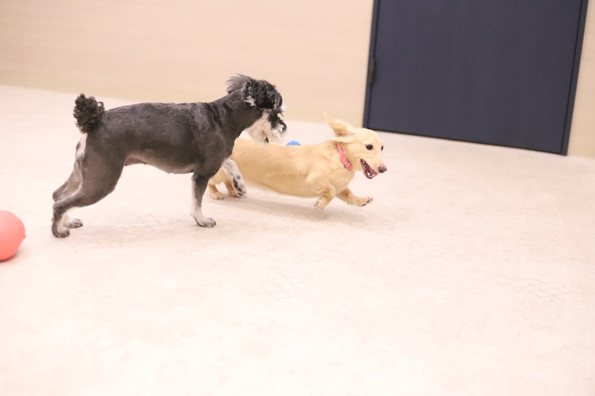 お友達また出来た❤️
#ミニチュアダックス