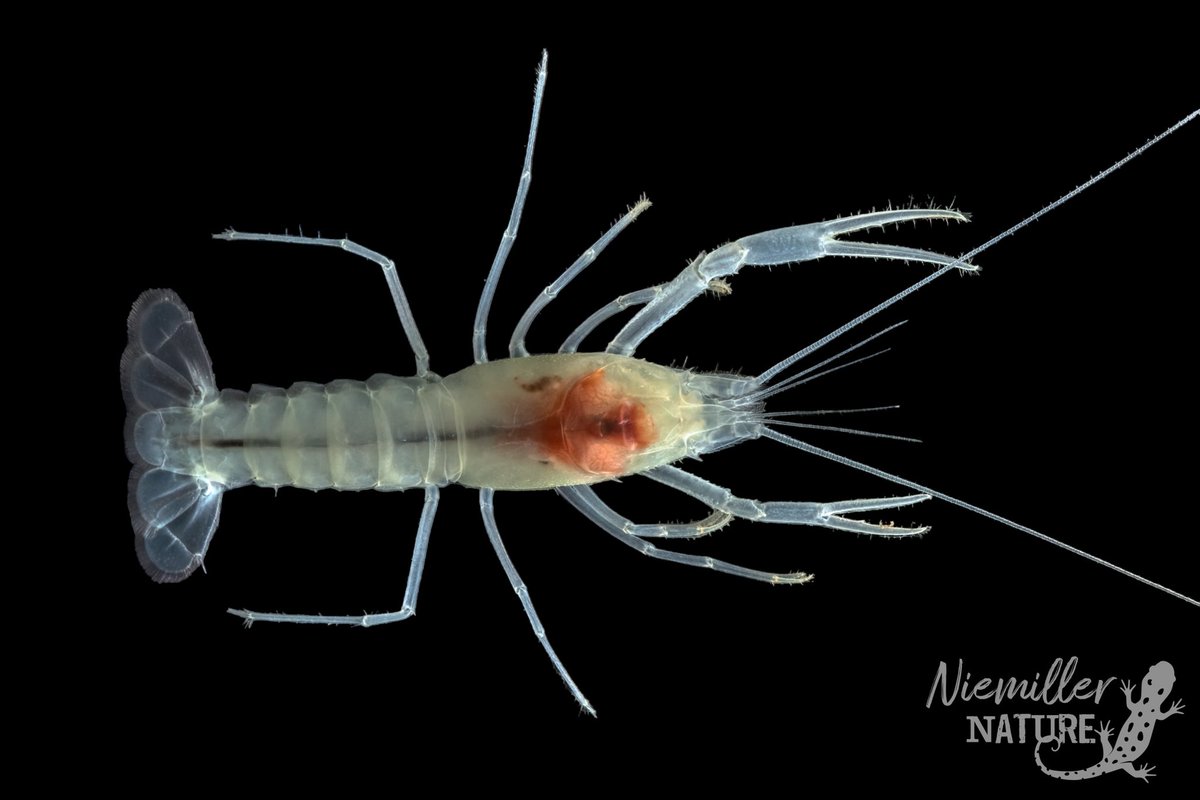 cavebiolab's tweet photo. The lab started our project studying the status and genetics of the Dougherty Plains Cave Crayfish and Georgia Blind Salamander in Florida this past week. These stygobionts inhabit the Florida Aquifer, one of the most threatened aquifers in the U.S. https://t.co/nQhp8Ora0W
