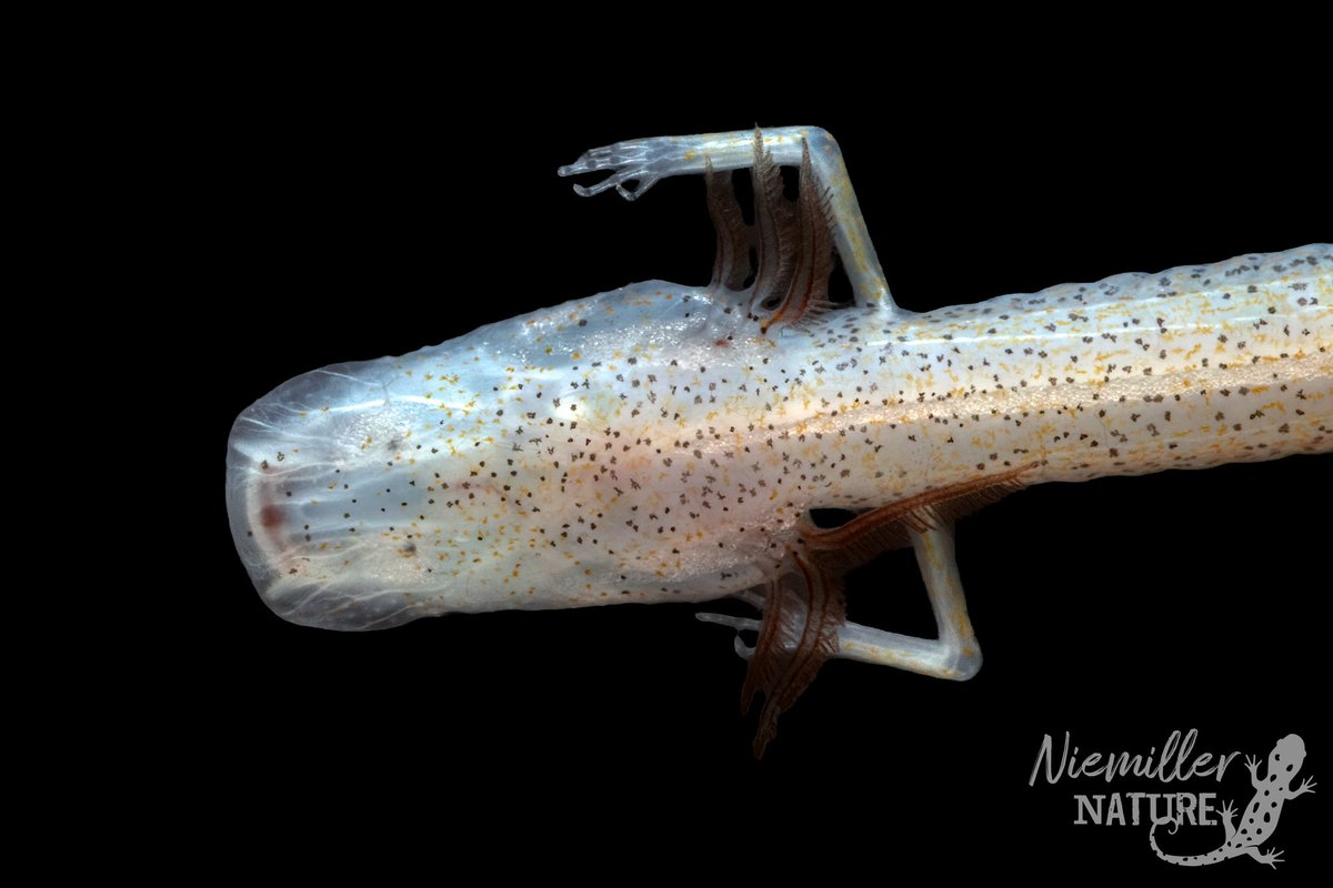 cavebiolab's tweet photo. The lab started our project studying the status and genetics of the Dougherty Plains Cave Crayfish and Georgia Blind Salamander in Florida this past week. These stygobionts inhabit the Florida Aquifer, one of the most threatened aquifers in the U.S. https://t.co/nQhp8Ora0W