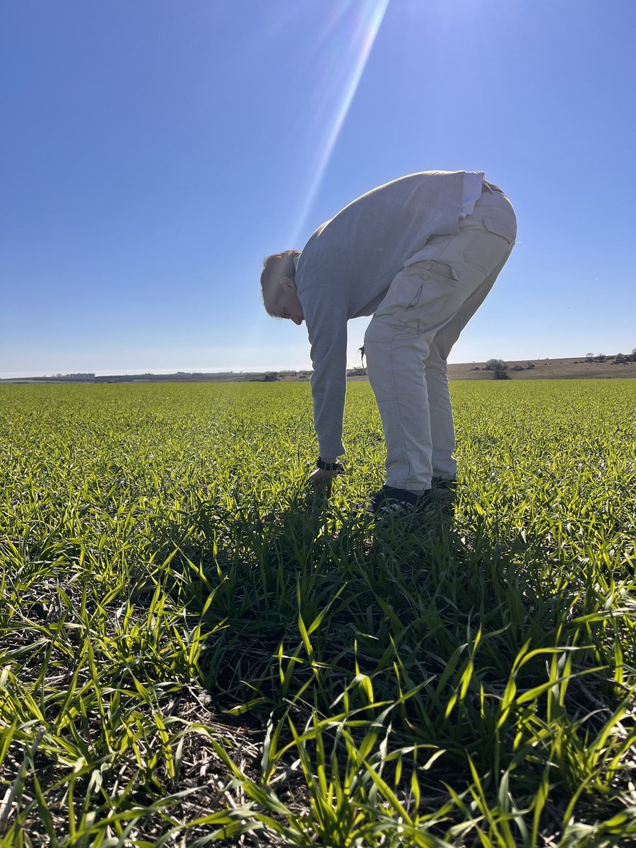 Como les cuesta crecer a los cultivos en algunas zonas!!, este invierno viene con el freno de mano puesto 😏