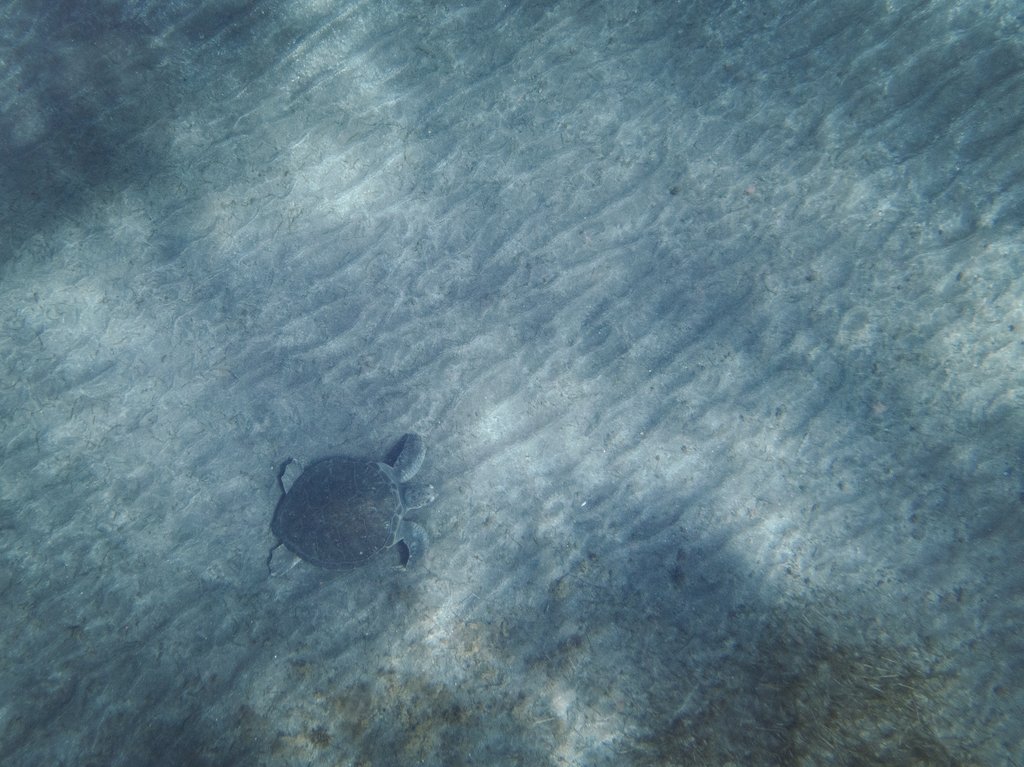 ThatLadyFromEU's tweet photo. Abades, #Tenerife: pretty normal beach, but with a very special guest! 😍 #snorkeling #Abades 🐢 https://t.co/N88XXG0ZuE