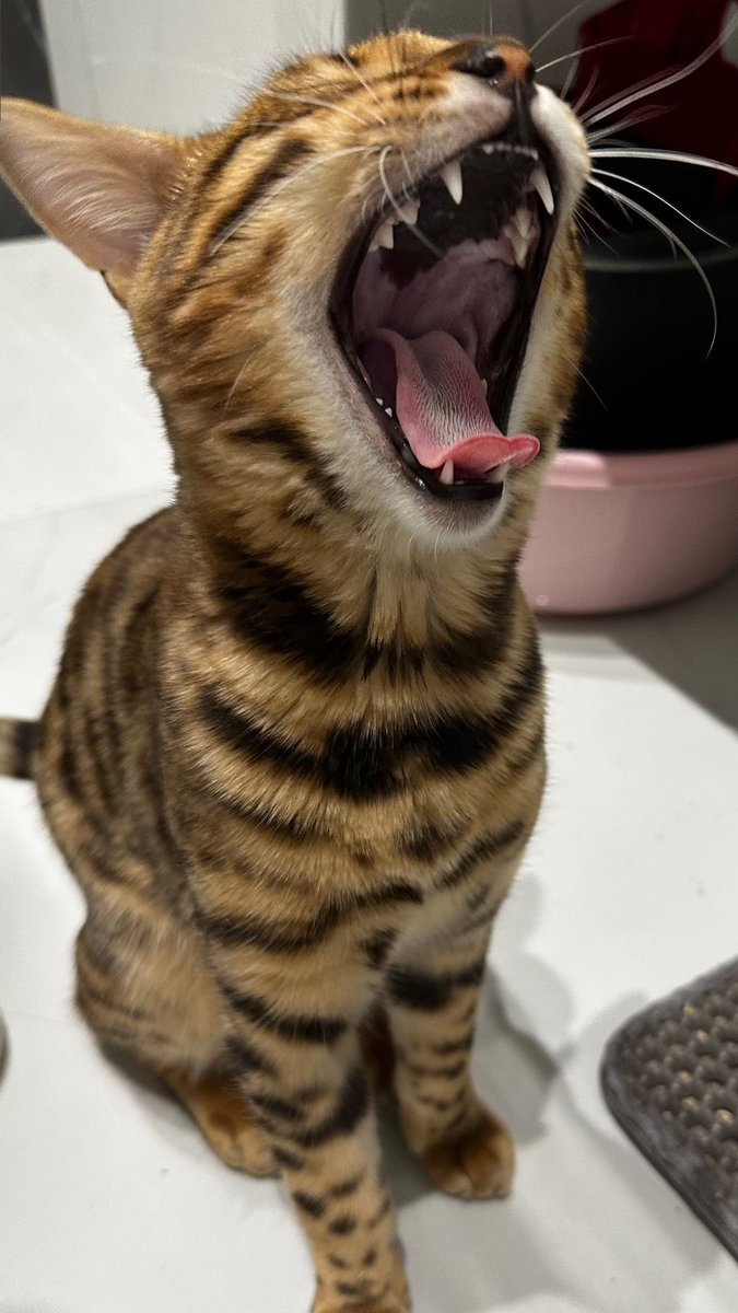 Miau