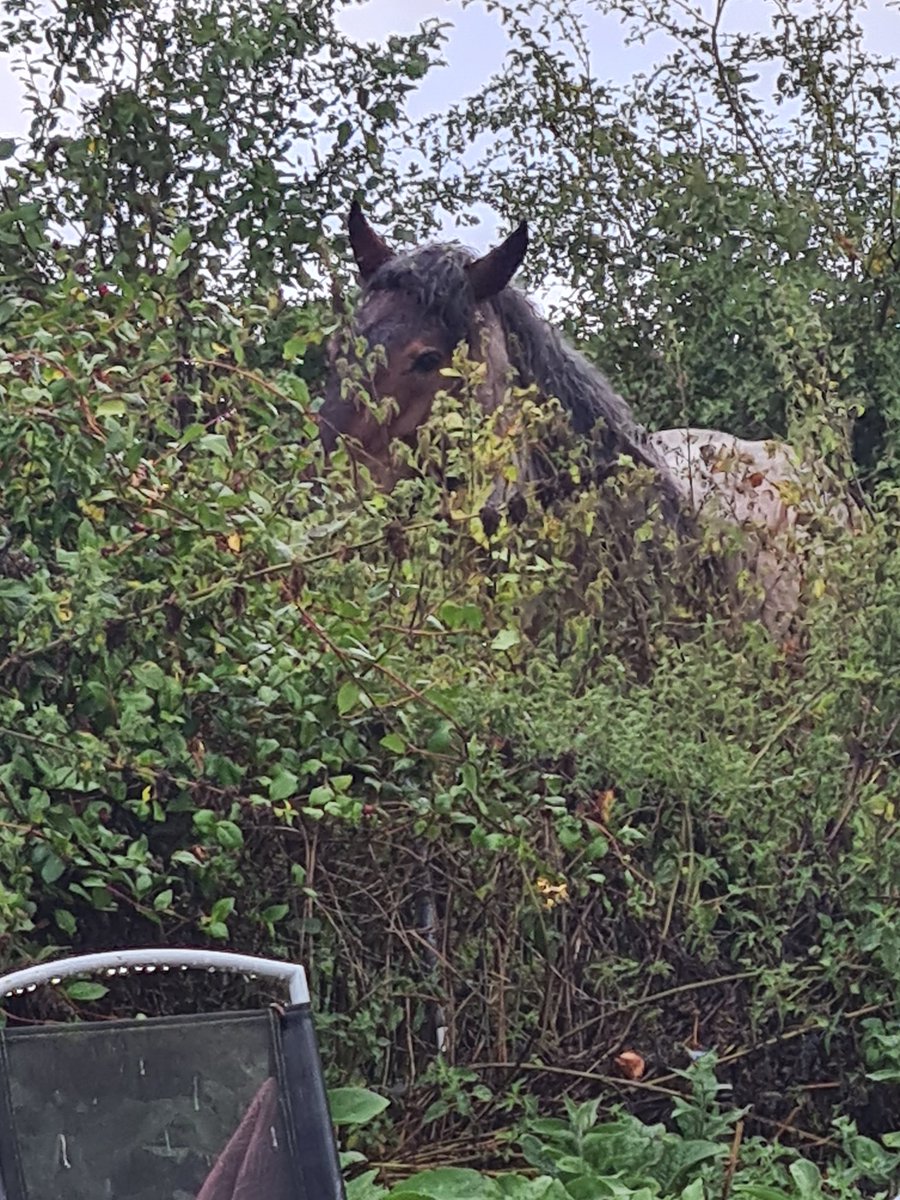 Shhhhhhhh...... you can't see me, okay? 👀🐴 #belgiandrafthorse
