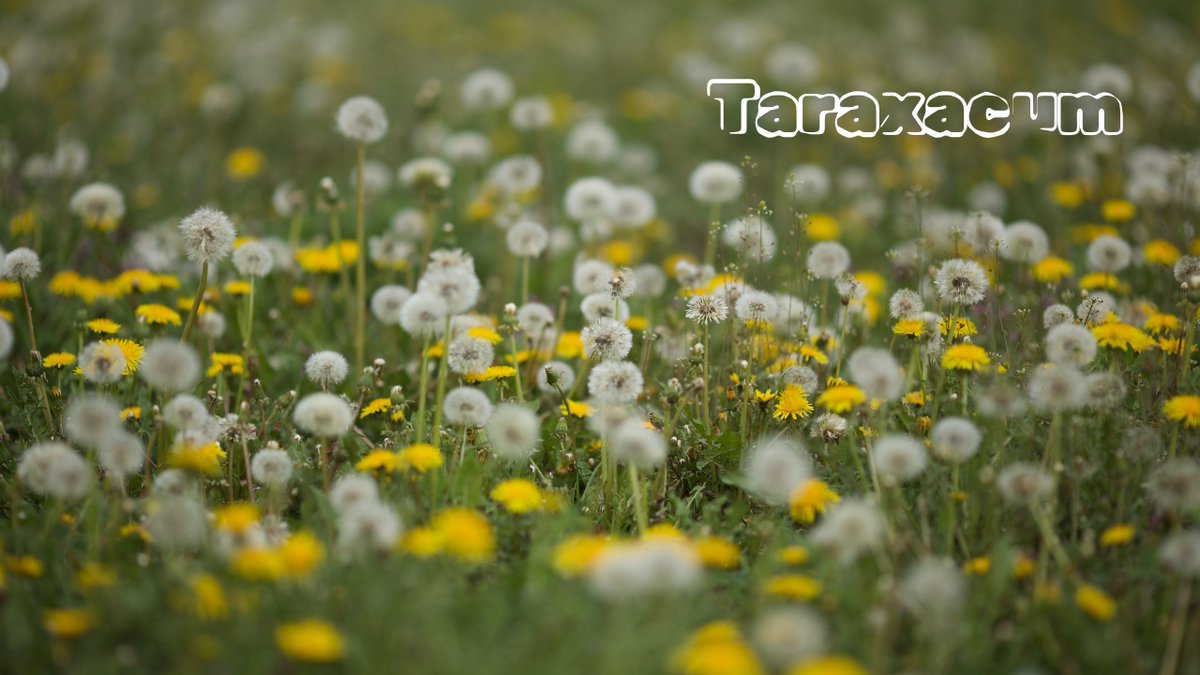 SpiritNature_if's tweet photo. Dandelion (Taraxacum) is not only a beautiful yellow flower, but also an amazing natural healer.

Dandelion contains many different substances that help with various diseases:
1. It improves digestion and cleanses the liver. It stimulates bile secretion and reduces inflammation. You can consume Dandelion as a salad, tea or tincture.
2. Strengthens the immune system and increases the body's resistance to infections. It has anti-inflammatory, antifungal and antibacterial effects. You can make compresses from dandelion leaves or take its syrup.
3. Improves skin and hair condition. It nourishes, moisturizes and soothes the skin, prevents wrinkles and acne. It also strengthens hair, gives it shine and volume. You can use cosmetic masks and balms with dandelion.

This is a flower that even now grows in your yard.