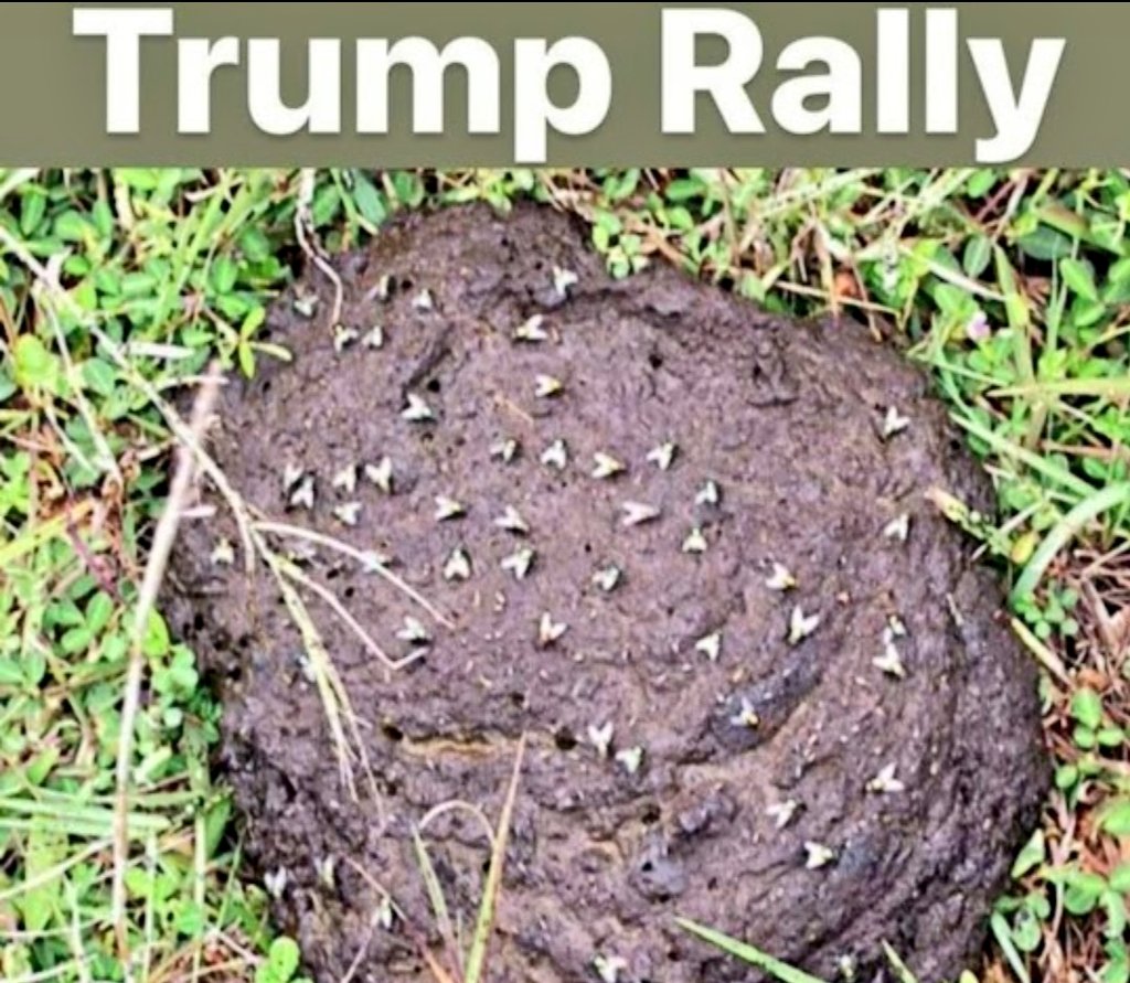 meinnyc130's tweet image. I happened to &quot;dip in&quot; to the Wilkes-Barre #TrumpRally  a Minute ago... LOL..🤣..Eeesh... about to #HURL...lol
..#TheOrangeMenace is RAMBLING about Nothing LYING every 2 secs...
#TrumpIsALaughingStock #TrumpIsDone #TrumpIsNotFitToBePresident #MAGACultMorons 
#MAGAisaCULT #Trump