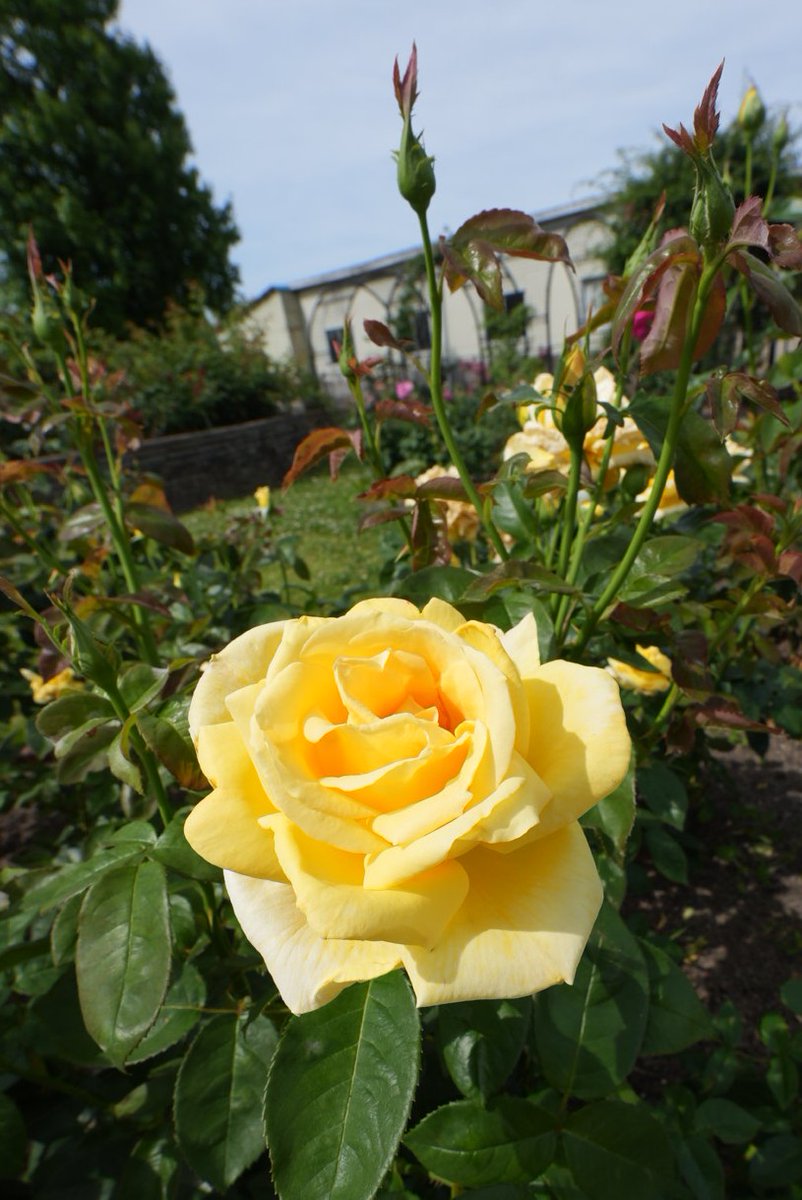 344koba's tweet photo. おはようございます！+4322
Good Morning my friends！

『#グラハムトーマス』#GrahamThomas

今日も薔薇をお届け♪(2024.5.30撮影)

深みのある黄色と芳醇な香り♪
イギリス David Austin 1983年作出
#ばら公園いこいの広場 にて
～Rose Park Relaxation Space～ https://t.co/Y0afVIxfZY