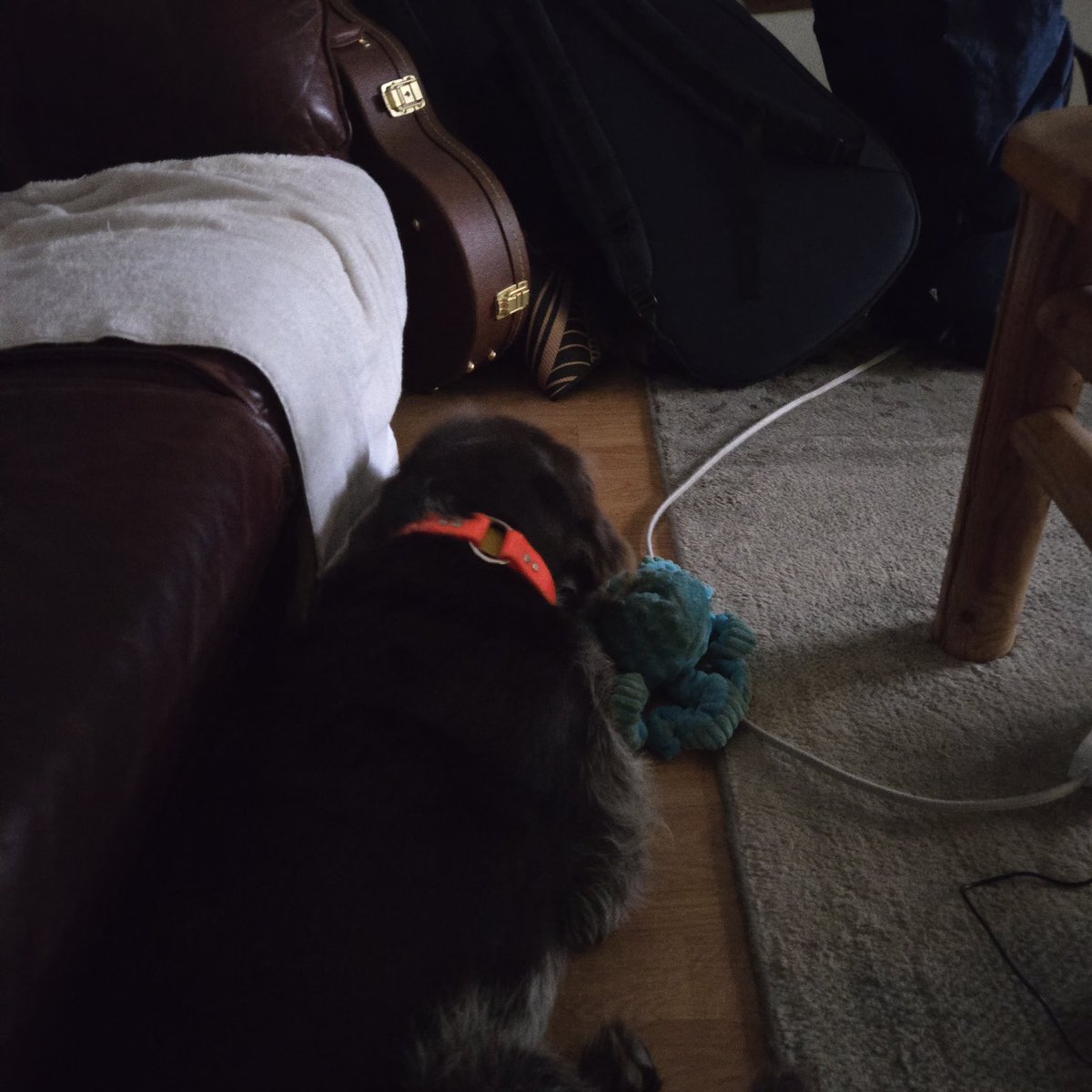 Thunder lightning and sideways rain!  Gundogs just rule. (And yeah, some of my guitars in case Fuzz and I have to bail out of the house they go also) 😂😂😎✌️