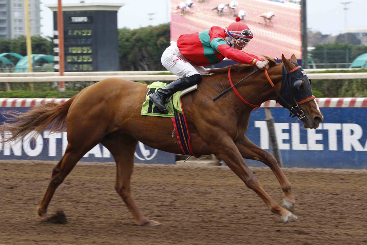 HarasSumaya's tweet photo. ¡Golden Leopard está imparable! 💪 El hijo de #MorningRaider y Golden Victory superó por 1¾ cuerpos a Papito Ramón en los 1.300 metros del premio Hernán Canata Valenzuela, corrido hoy en @hipodromo_chile, logrando así su segundo clásico. ¡Felicitaciones a todo el #TeamSumaya! 🎉 https://t.co/Q43jvlZJcU