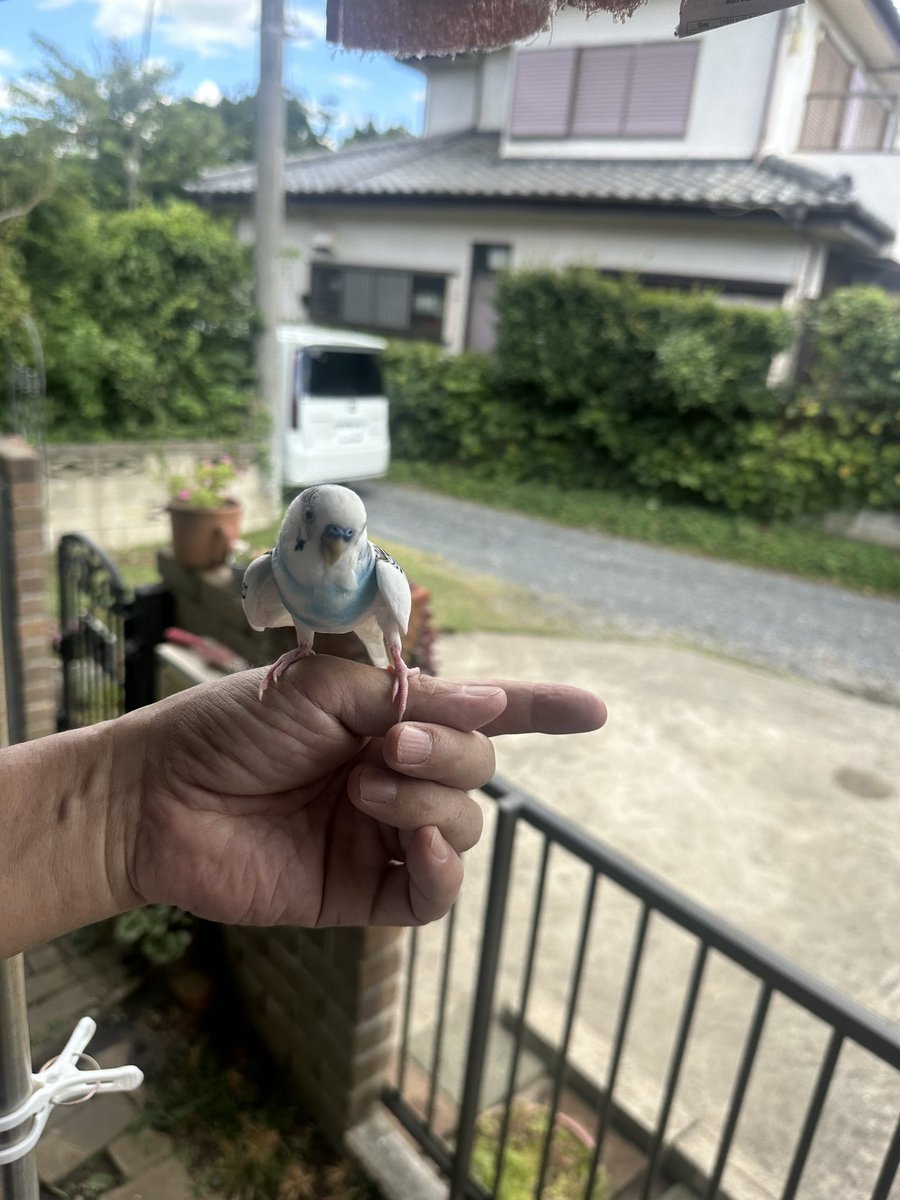 anchovypoteto's tweet photo. 皆さん拡散ありがとうございます🙇‍♀️
参考画像に他角度の写真も載せます！ https://t.co/hvMKmbQ1GD