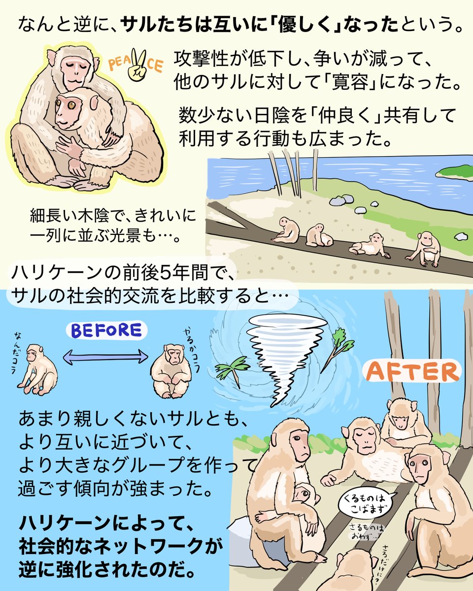 「地球一ケンカ好きなサル」たちが暮らす島をハリケーンが襲来! 資源が激減し、サル版マッドマックス開幕かと思われたが、意外な展開に…?という話。
#いきものニュース図解 