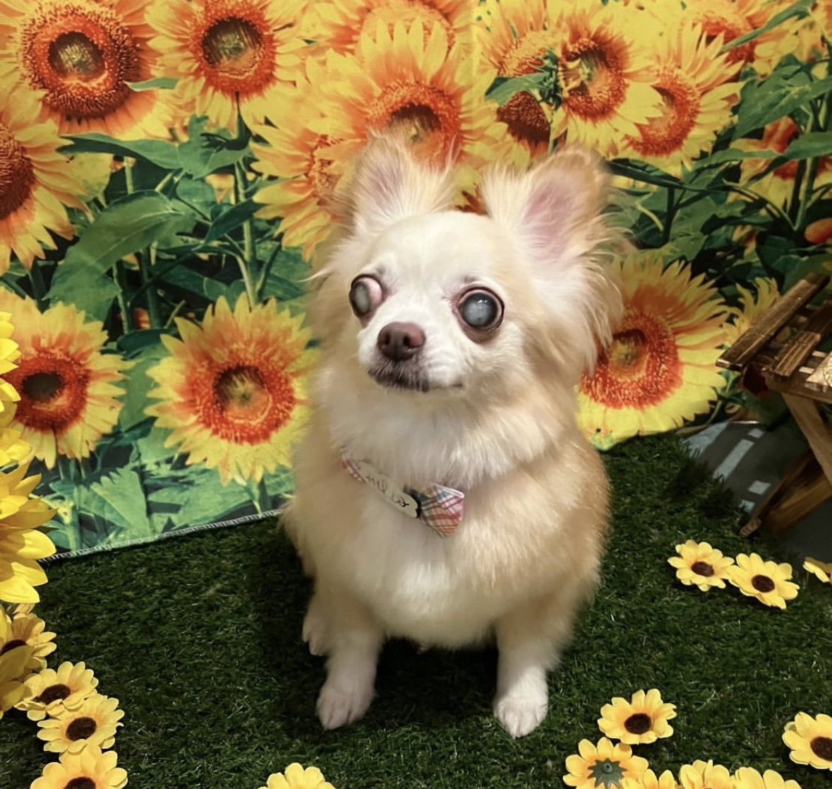 maisondemook's tweet photo. メゾン・ド・ムックHotel &amp; Spa 🐕🫧

カットコースご利用いただきました🐶✂️
#元保護犬 のふうちゃん🤍
目が見えなくてもがんばったね🫶

＊売り上げは全てシェルター費用にさせていただいております🙇‍♀️

https://t.co/FTqDnzmuvq

#保護犬 #保護犬を家族に #愛犬 #ペットサロン #トリミング #元保護犬 https://t.co/mV1m125hom