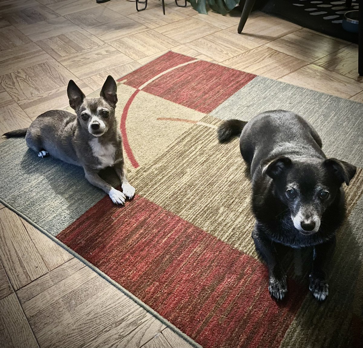 JeffWritesWyrd's tweet photo. @Gabino_Iglesias #PetsForKamala https://t.co/MHBVsj1iGO