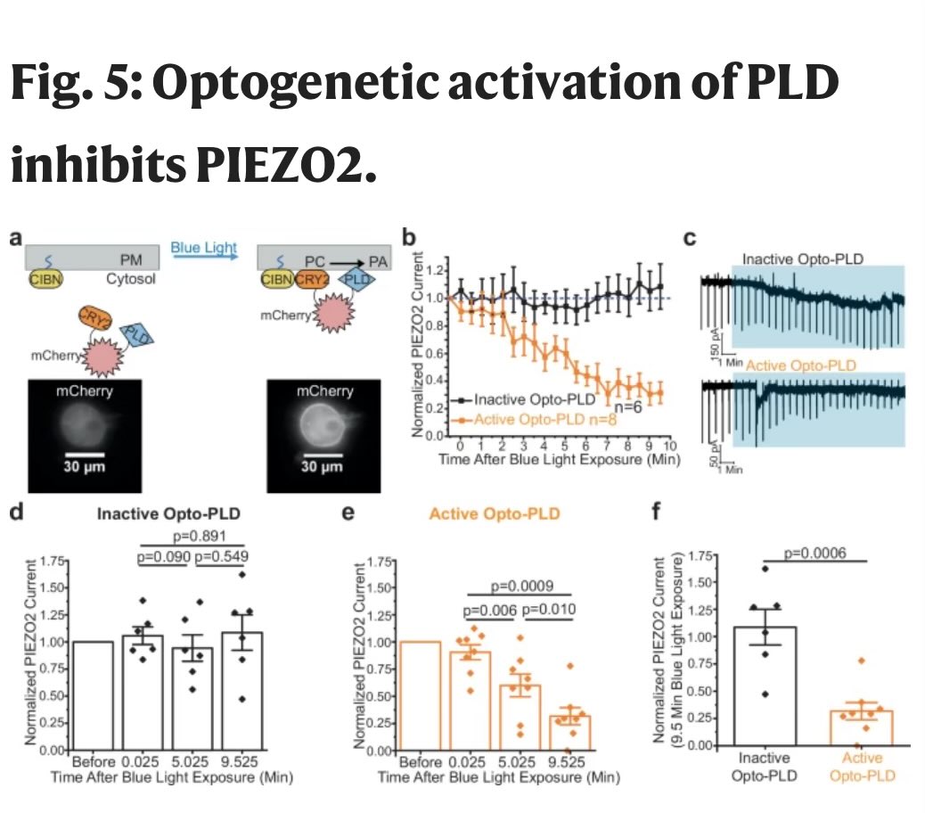 Fascinating study <a href="/NatureComms/">Nature Communications</a> from <a href="/RohacsTibor/">Tibor Rohacs</a> showing that phosphatidic acid can regulate PIEZO2, the mechanosensitive ion channel — and so glad to see yet another application “in the wild” of optoPLD, <a href="/ReikaTei/">Reika Tei</a>’s optogenetic membrane editor for phosphatidic acid! #lipidtime