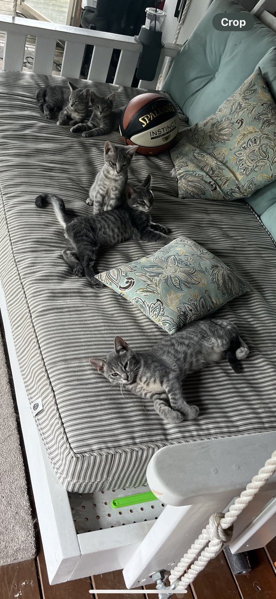 Got a litter of 5 kittens to help with the 🐭🐭🐭 in the barn. As it turns out, it appears they much prefer twin bed swings. 😂🙄🤨