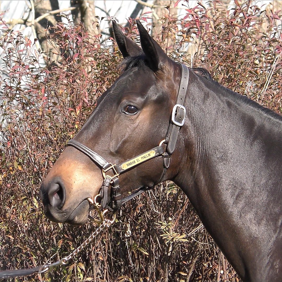 haraselmallin's tweet photo. Sale a la venta DELANUCA (Nicholas y Tocada Mal por Hurricane Cat)

📌 Remate “Copa Bullrich Agosto”

🗓️ Lunes 26 de Agosto 19H.

👉 Ver más en https://t.co/nF1eiVsS1v

#turf #caballo #caballos #caballodecarreras #sangrepuradecarrera #hipodromo #horse #horses #horseracing https://t.co/1XRnWoBNf4