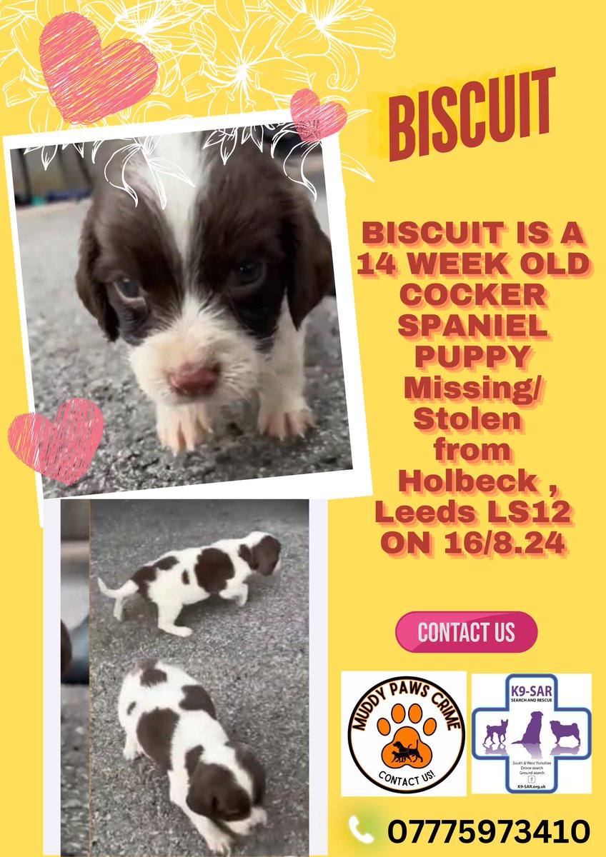 muddypawscrime's tweet photo. *** URGENT APPEAL ***
BISCUIT IS A 14 WEEK OLD COCKER SPANIEL PUPPY Missing/Stolen from Holbeck , Leeds LS12 ON 16/8.24 .
Microchipped with missing alert
Family are heartbroken, Little boy wondering where his little shadow that followed him has gone 🥲🥲 https://t.co/mOCyMa9rwu