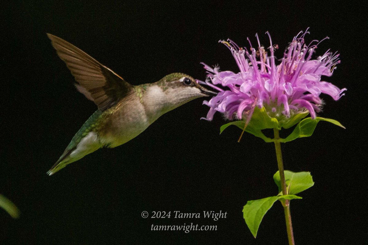 TamraWight's tweet photo. I scored the sweetest hummingbird picture yesterday! I love how it rests on the bee balm after racing all over the garden, looking so pleased with itself too!
#hummingbirds #backyardvisitors #naturegeek #wildlifephotography #mainewildlife https://t.co/cgMg9TIavo