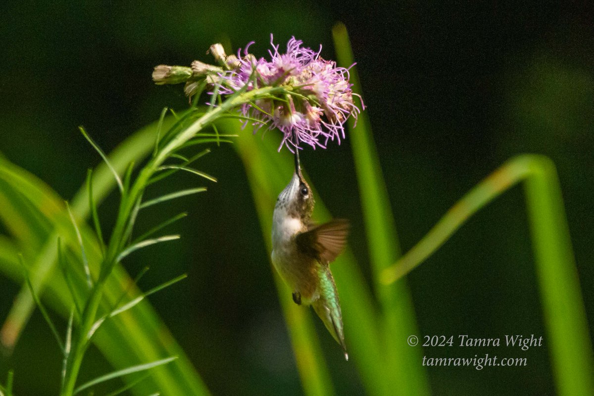 TamraWight's tweet photo. I scored the sweetest hummingbird picture yesterday! I love how it rests on the bee balm after racing all over the garden, looking so pleased with itself too!
#hummingbirds #backyardvisitors #naturegeek #wildlifephotography #mainewildlife https://t.co/cgMg9TIavo