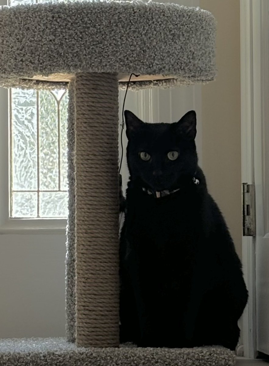 MarciaKMD's tweet photo. #audacy 🐾🐾 you will obey  You will keep our friends &amp; family that we take EVERYWHERE!!!  #newsradio880  can’t list everyone! @stevescottnews @paulmurn @waynecabot @levonputney @mikewallacewcbs @tomkaminskiwcbs @bquinnwcbs880    #Caturday #BlackCatAppreciationDay #AdoptDontShop https://t.co/n8ALCImYom