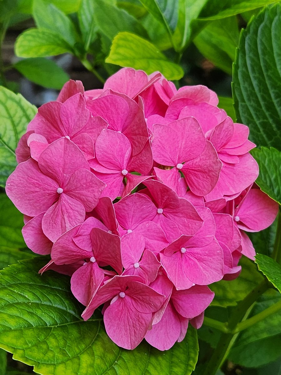 AgilitywAmanda's tweet photo. About 3yrs ago I got a hydrangea from Costco, and it hasn't bloomed since. It finally bloomed again this summer, and I now have TWO of these beautiful displays to enjoy, I hope you enjoy them too 🥰🌸 #hydrangeablooms https://t.co/BfLE9dtqYc