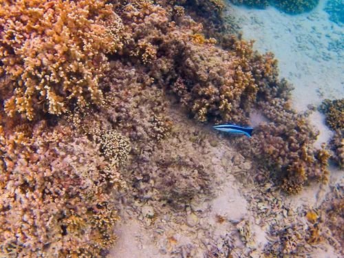 BaSnorkel's tweet photo. #Matira Beach is the best #beach in #BoraBora and one of the best in the world. The mesmerizing #turquoise waters and soft white #sand are excellent for #sunbathing , but there is also good #swimming and great #snorkeling https://t.co/R1no5o7MaY https://t.co/oKDPenUsma