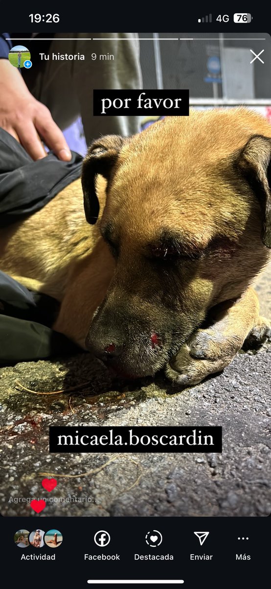 micaboscardin's tweet photo. Necesito la colaboracion de todos/as para poder ayudar a esta perrita. la encontramos en las vias , fue atropellada por el tren. Tiene multiples lesiones y se necesita la ayuda de fondos y/o difusión para poder sacarla adelante 
Muchas gracias https://t.co/TJh8w7hRGL