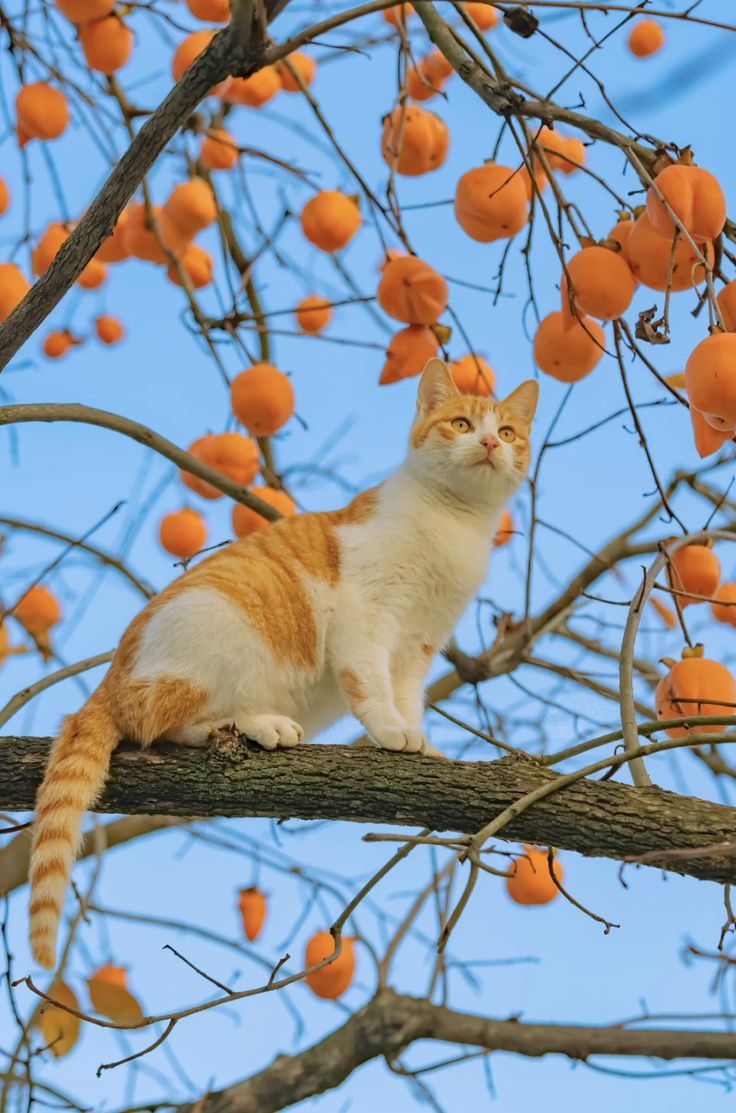 IndivisYagami's tweet photo. Women and cats will do as they please, and men and dogs should relax and get used to the idea.
— Robert A. Heinlein https://t.co/aavv6UEdy6