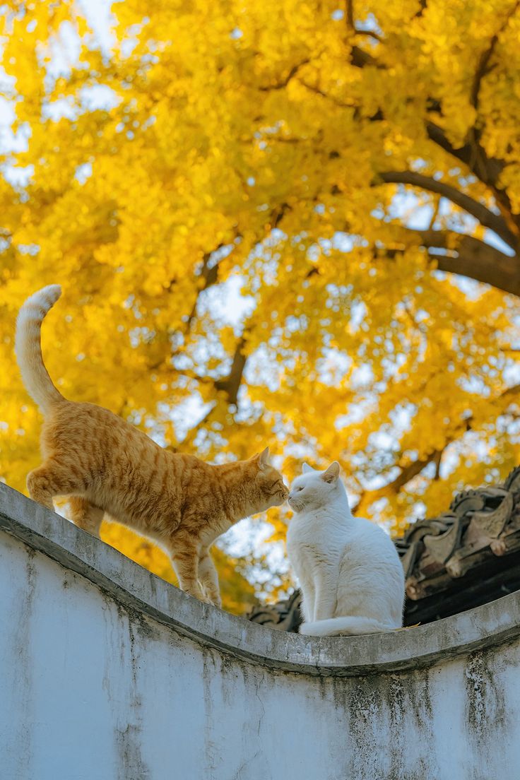 IndivisYagami's tweet photo. Women and cats will do as they please, and men and dogs should relax and get used to the idea.
— Robert A. Heinlein https://t.co/aavv6UEdy6