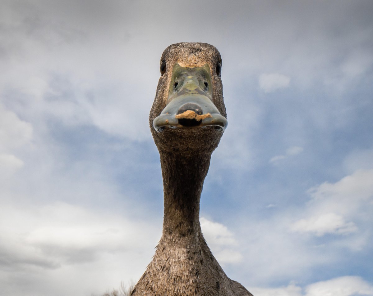 DashDucks.tv tweet media