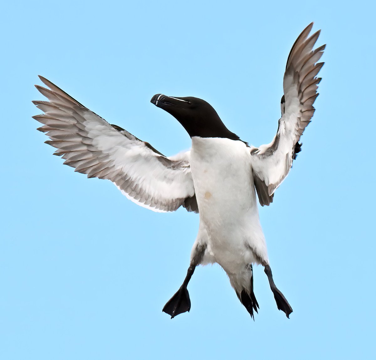 CarlBovisNature's tweet photo. To keep fit, Razorbills partake in regular star-jumps. https://t.co/oyu3zt55R2