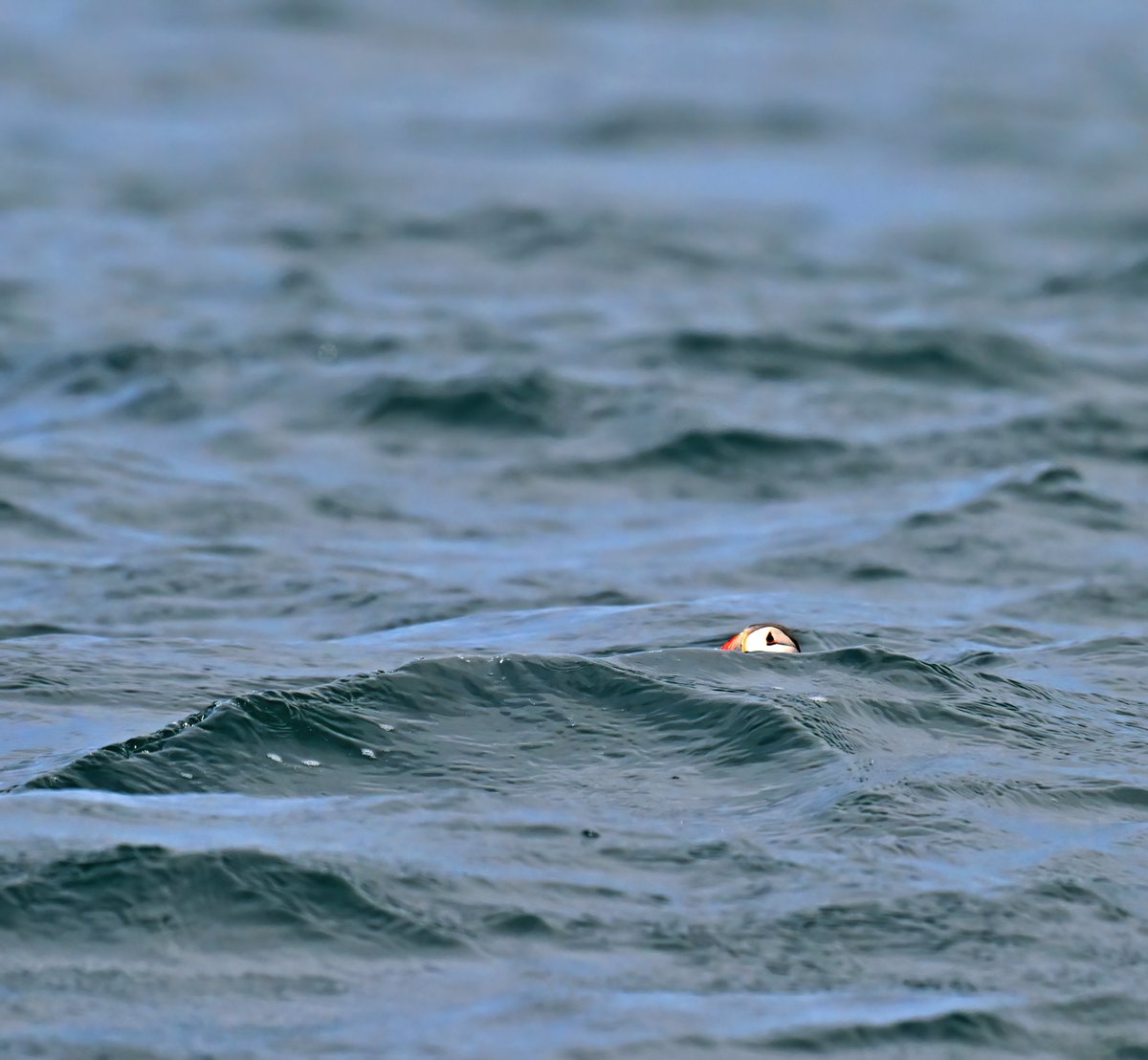 CarlBovisNature's tweet photo. What's hiding in the sea? 🤔 https://t.co/8I7sj4knZS