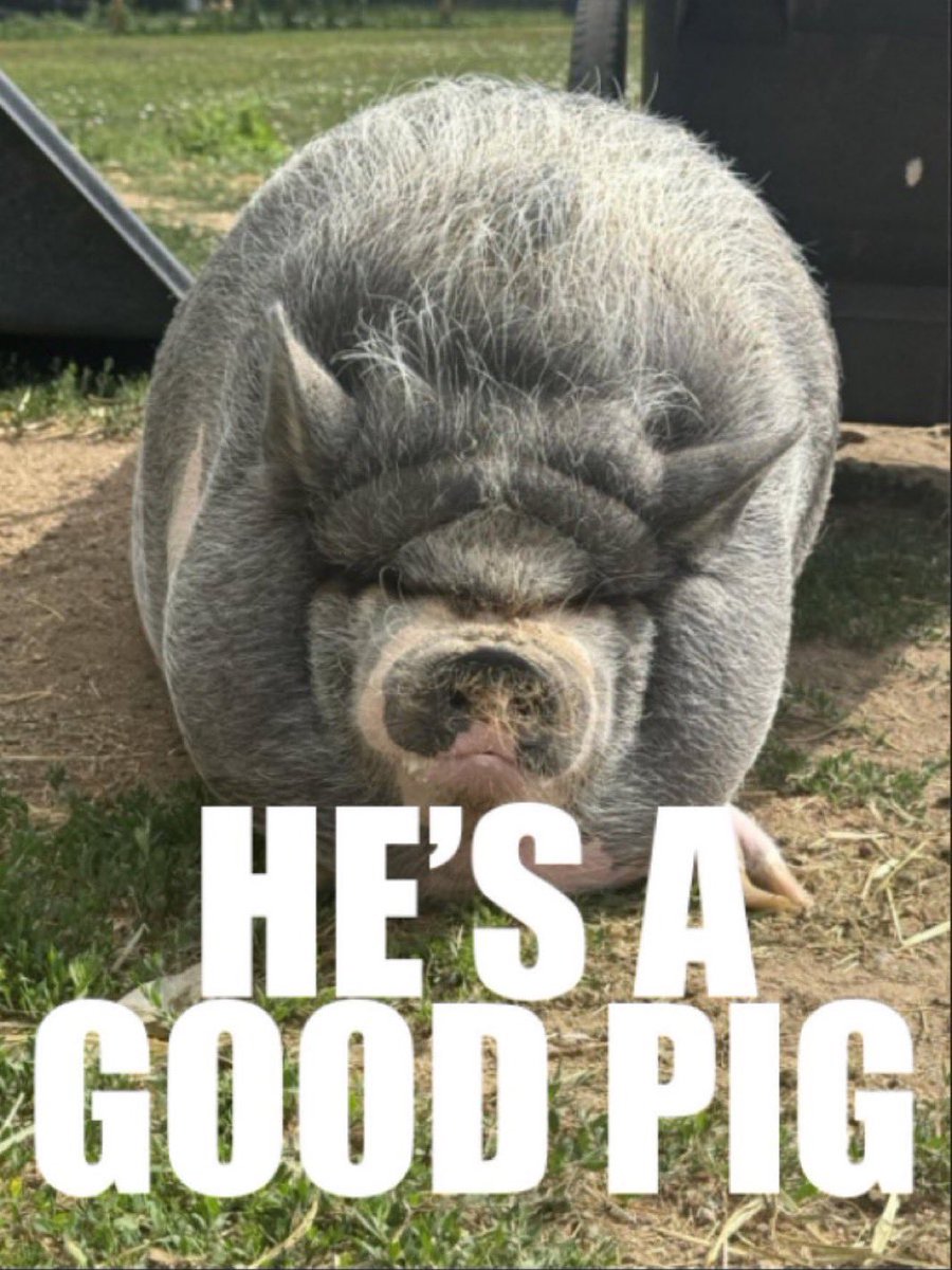 BertusMaximus2's tweet photo. Some culture
#HAGP He’s a good pig.
#CDTP Chicks dig the pig.
#STP Send the pig.
#FOTP Friend of the pig. https://t.co/yeME0K6TEn