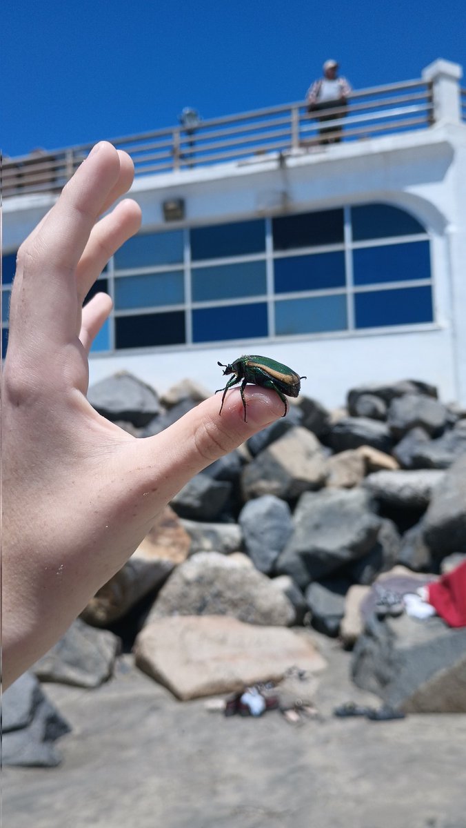 Demonoligious's tweet photo. #SanDiego #Oceanside
The Seattlites are here w our exposed pale skin. Do as thou whilst!
Luca & I already found a crow family. Soon after this, Luca found a #JuneBeetle. Beautiful metallic green carapace.
This is how naturalists travel
Cc @msbimia @moalusi_victor https://t.co/GgXtzhpT3r