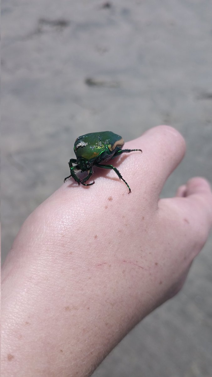 Demonoligious's tweet photo. #SanDiego #Oceanside
The Seattlites are here w our exposed pale skin. Do as thou whilst!
Luca & I already found a crow family. Soon after this, Luca found a #JuneBeetle. Beautiful metallic green carapace.
This is how naturalists travel
Cc @msbimia @moalusi_victor https://t.co/GgXtzhpT3r