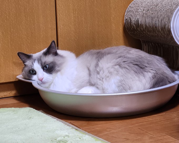 ナンナ 形状記憶ほっぺ 