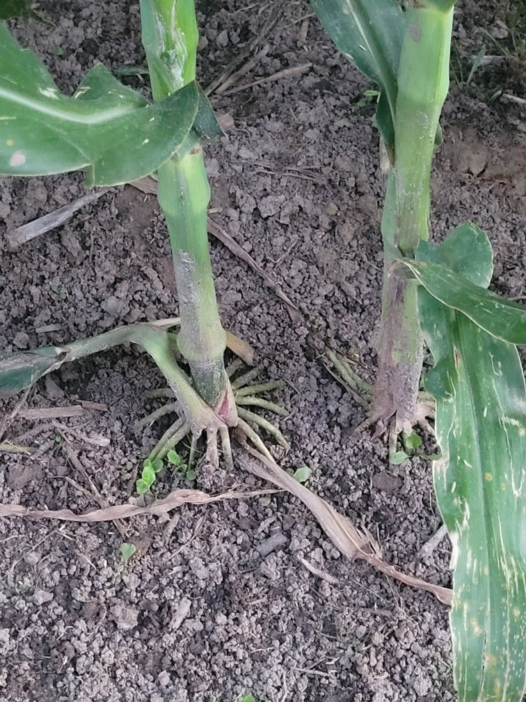 Adam Pohlmeier (@apohlm14) on Twitter photo Had a customer send me this today. Year 3 in the program and the worms are out in force. Fun to see the transition. Only 100 lbs of N on and still looking strong. Reduce the synthetic fertilizer and they WILL come back! <a href="/bioag_solutions/">Bio-Ag Solutions LLC</a> #soilhealth #regenerativeag Had a customer send me this today. Year 3 in the program and the worms are out in force. Fun to see the transition. Only 100 lbs of N on and still looking strong. Reduce the synthetic fertilizer and they WILL come back! <a href="/bioag_solutions/">Bio-Ag Solutions LLC</a> #soilhealth #regenerativeag