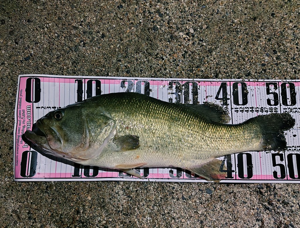 釣りをしたことのない御方に50upの引きを体感して頂けました(｀･∀･´)
(あんまり引かなかったけど🫠)