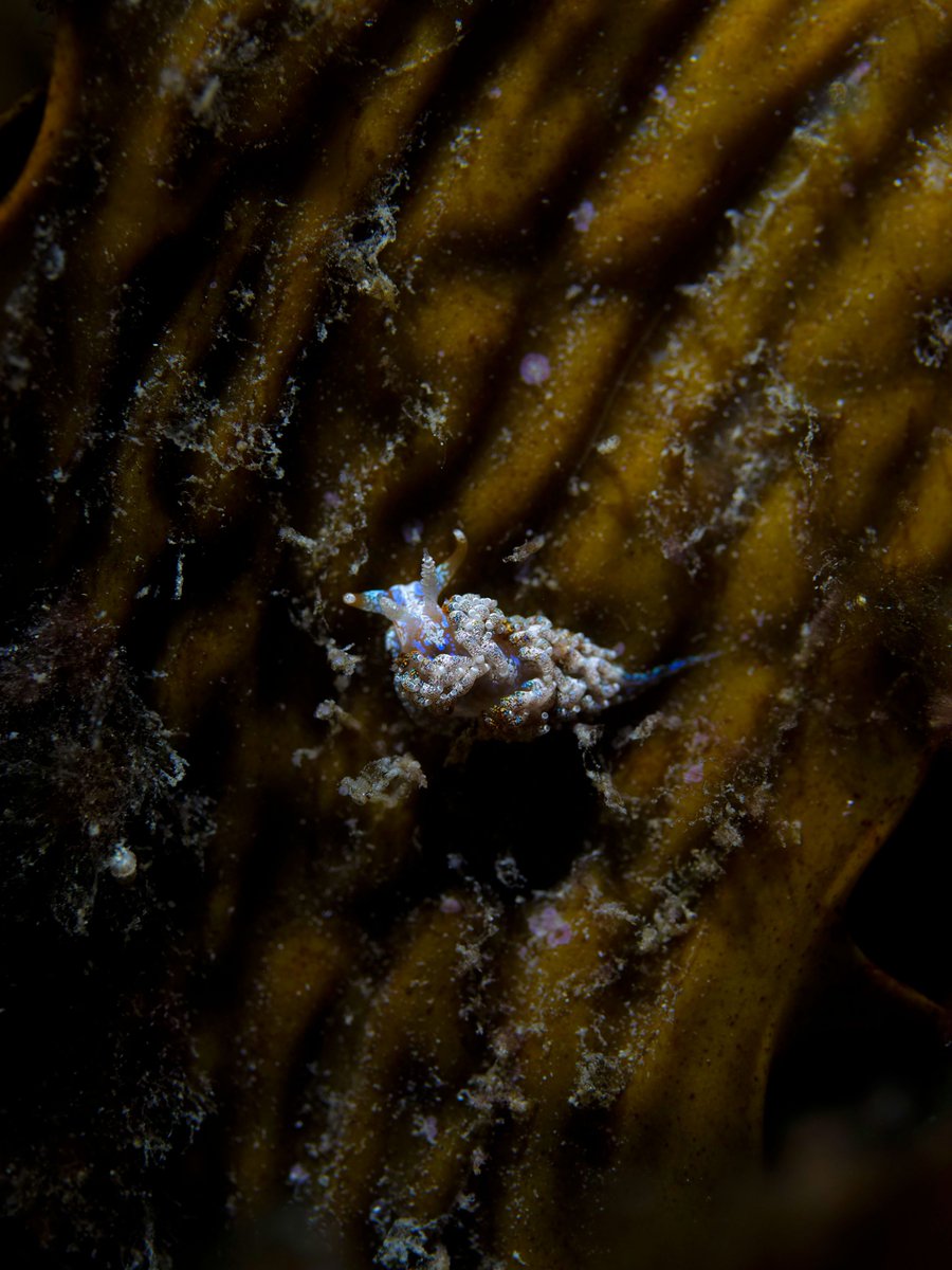 🎉 Dive into the #Molluscs2024 conference in Perth this November! 🌟Network with fantastic researchers, hear groundbreaking talks, and share your research! 🚀 Submit your abstract by August 31st! Details: molluscs2024.com.au
Photos by <a href="/henrycarrick/">Henry C</a>