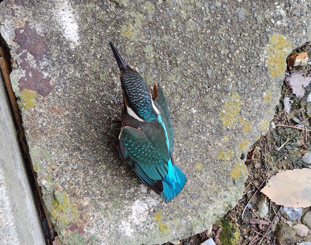 minenoue's tweet photo. 家のガラス窓で「ドカン」とすごい音がしたので見たら、カワセミさんがダウンして落ちていました。
あっという間に復活して、慌てて逃げていきました。
大丈夫で良かったけれど、もう少しそばで見ていたかったな〜。とても綺麗な背中の色でした。 https://t.co/38Kz2T9mOl