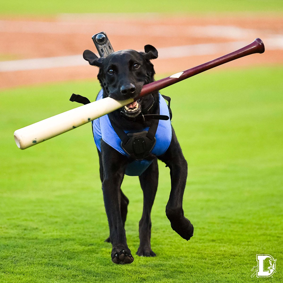Durham Bulls tweet media