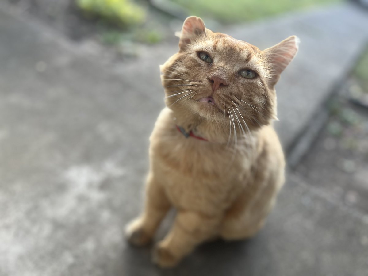 darbyd0ll's tweet photo. Orange Cat’s name is Max and he got a haircut 🥹 https://t.co/3PLxTCPEwx