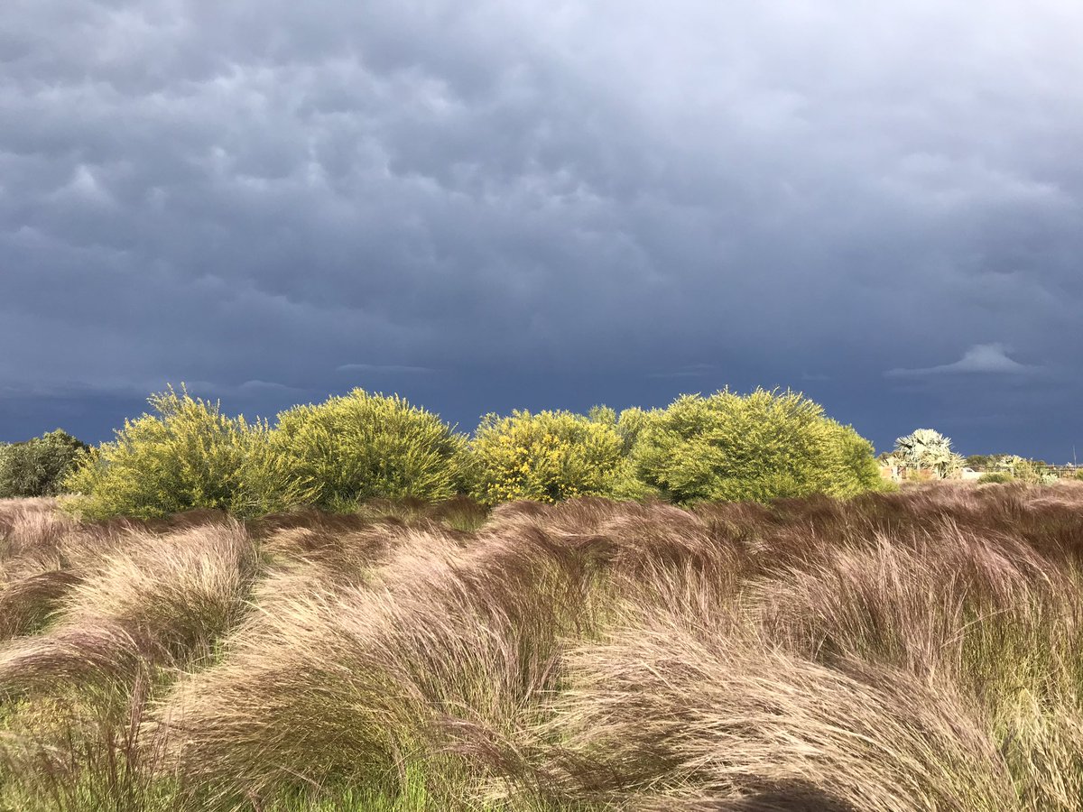 Richard McLellan / kaarnka (raven/crow - Martu) tweet media