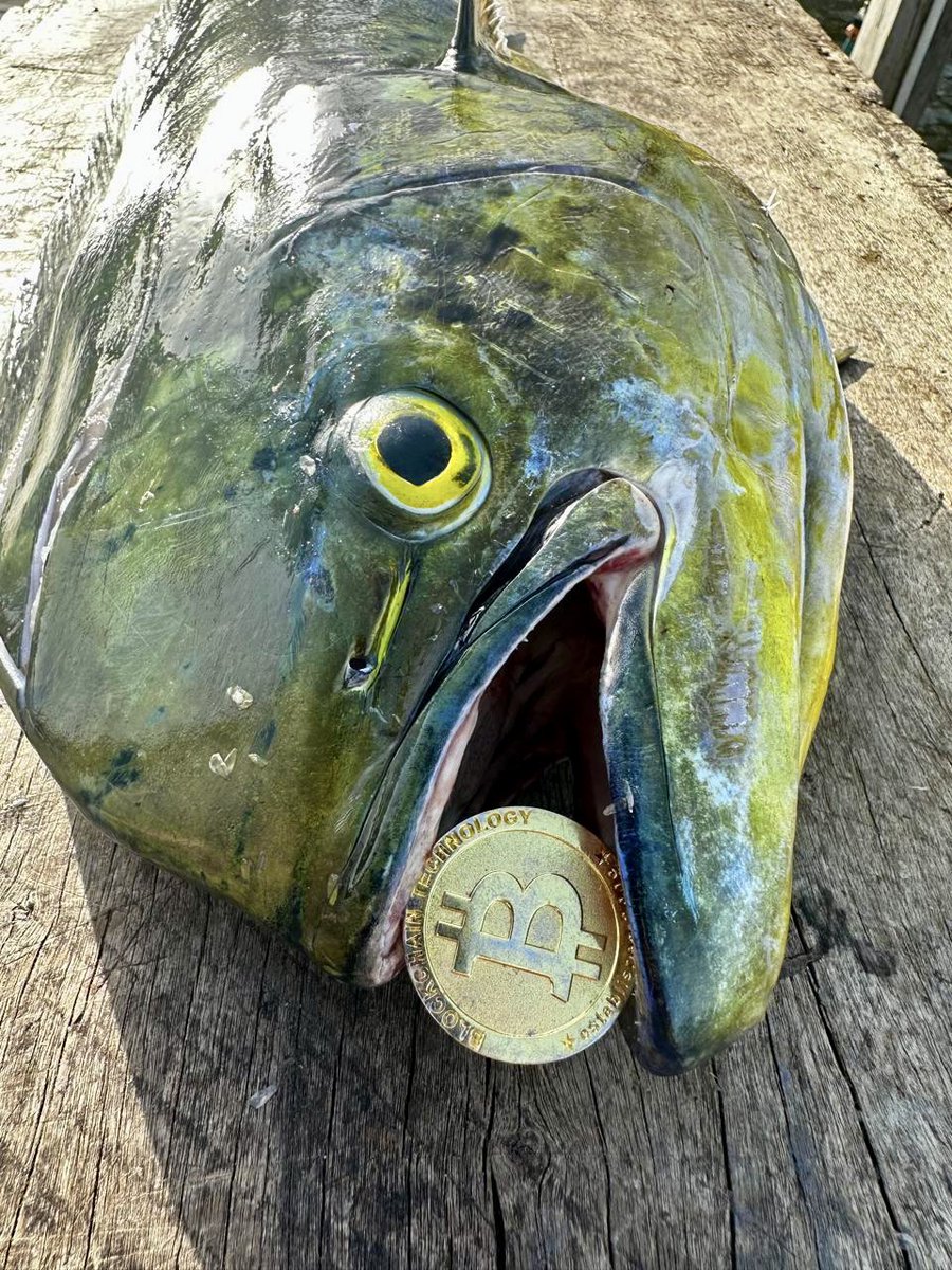 JonnyDecember's tweet photo. Epic day out on the #caribbeansea #deepsea #trolling #ambergriscaye #belizeancayes #belize #inkdpirate #blockchainbasement #btcmorningta #mahimahi #btc $btc #bitcoin #crypto #tattoo #Caribbean #mesoamericanreef #islandlife #tropicalparadise #centralamerica #fishing #fishon #GTAtrips