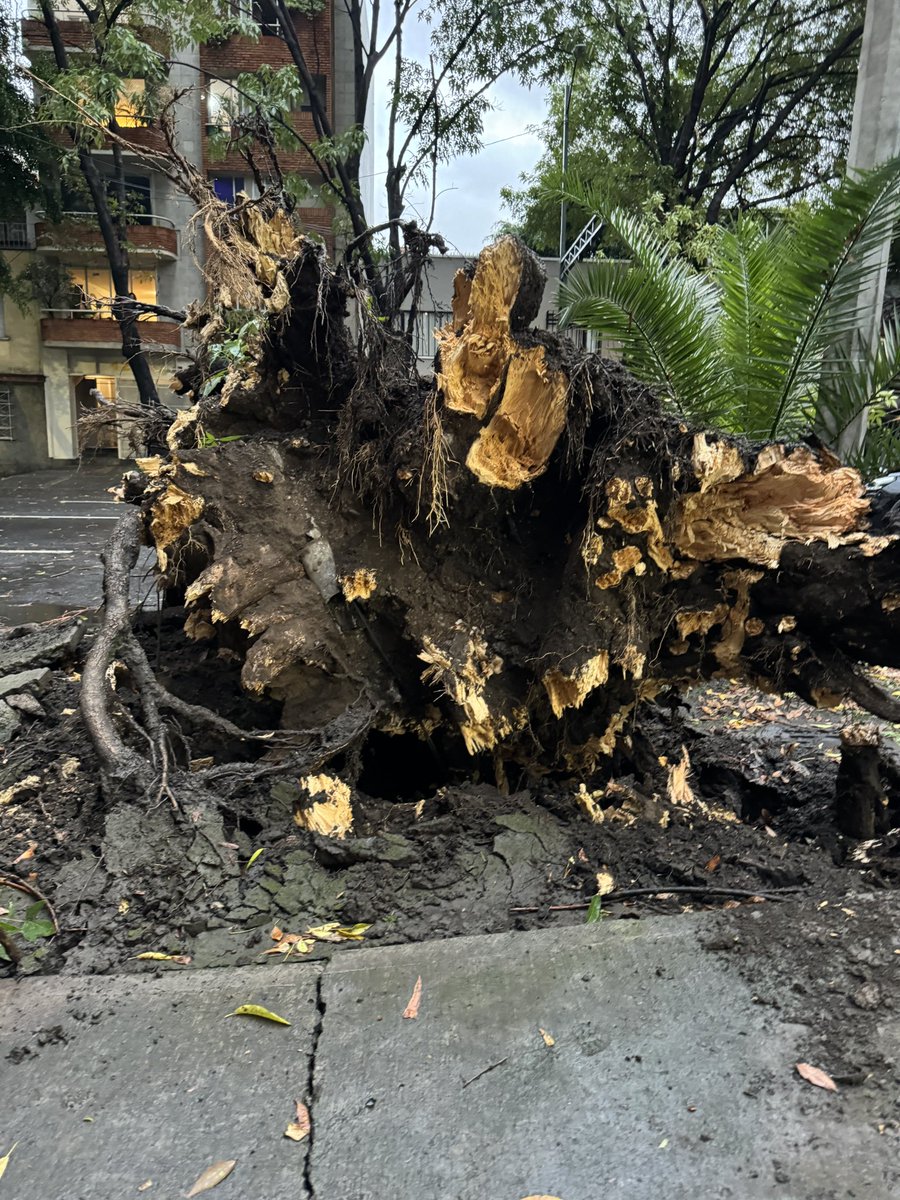 mbbeto's tweet photo. Impresionante la caída de un árbol en eje 5 Eugenia. Entre Pitágoras y Pestalozzi 
@BJAlcaldia @CNPC_MX @En_laDelValle @NarvarteVecinos @_Narvarte @Narvarte_ @supercivicosmx https://t.co/DzcFqLuYMm