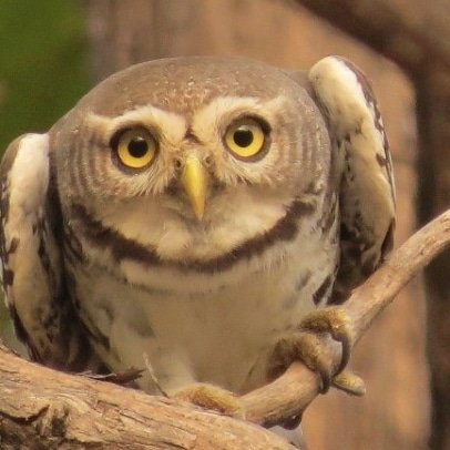 One of the rare ones. An owl that feeds during the day. 

Though typical, yet it is unique. This is Forest Owl. 

An inhabitant of the dense forests in Central India