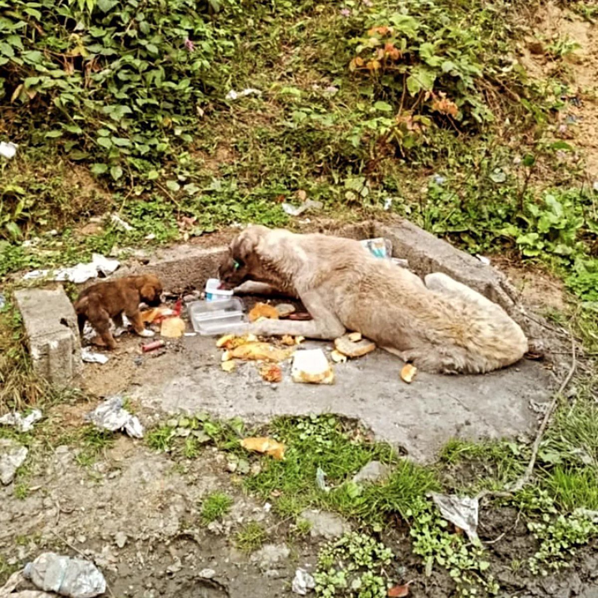 patiarkadas's tweet photo. Merhaba ben Kümbet yaylasına giderken yol kenarına atılmış 4 yavru ve felçli bir köpek bir köpek bırakılmış olduğunu göreüm mama ve su bıraktım ama büyükmolan köpek hiç kalkamıyor yavrularda yollara atlıyor yapabilicek bir şey var mı acaba  Giresun 

İletişim instagram @gulenim 

#SokakHayvanlarıSahipsizDeğil