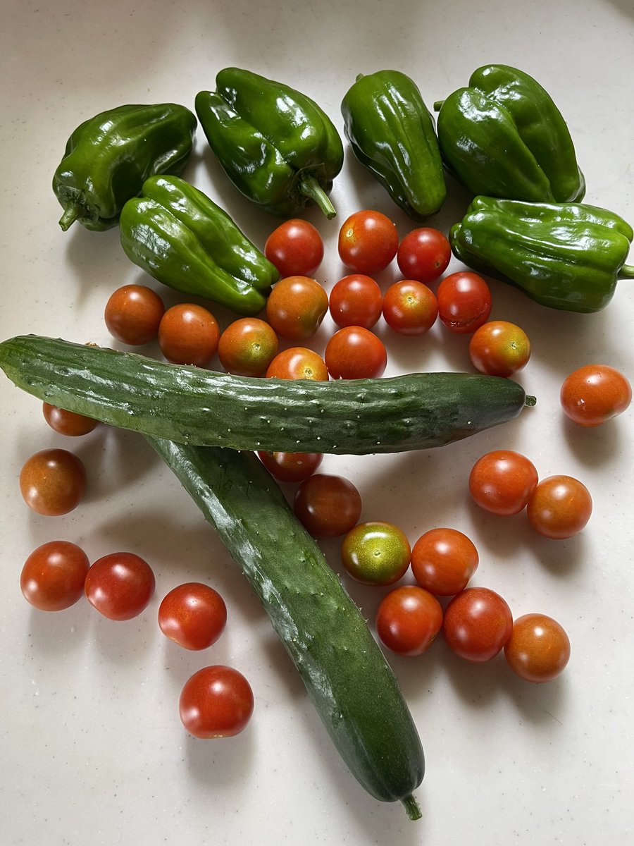 4CDSNB's tweet photo. 本日の収穫🍅🥒🫑
#家庭菜園
#野菜 https://t.co/nbf54czwIP