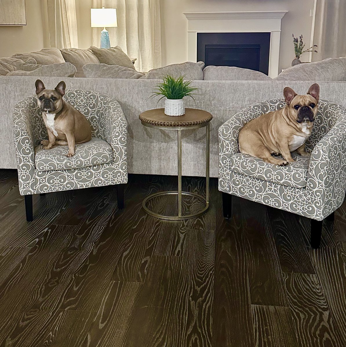 Puanani322's tweet photo. Timeline Cleanse ~ Stella & Julio ππΎ
#FrenchieLife #SoExtra β¨π«β¨ https://t.co/rFvdATNHFS